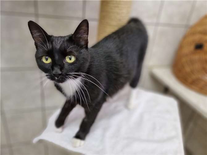 Fundkatze Tascha aus dem Tierheim in Mayen.  Foto: Sybill Limbach