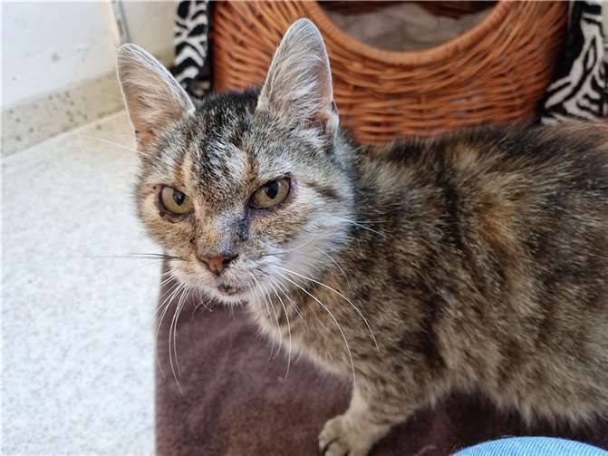 Fundkatze aus Kobern-Gondorf.  Foto: privat