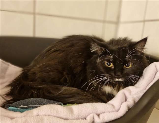 Fundkatze aus Rieden.  Foto: Sybill Limbach