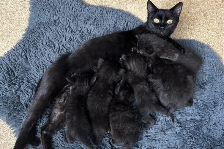 Fundkatze mit 7 Kitten