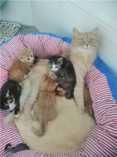 Jede Katze wird bestmöglich versorgt Fundkatzenmutter mit Kitten
