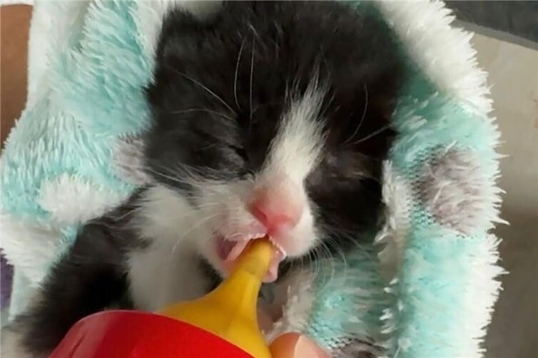 Anzahl hilfsbedürftiger Katzen steigt rasant!Pflegestellen gesucht!