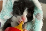 Anzahl hilfsbedürftiger Katzen steigt rasant!Pflegestellen gesucht!