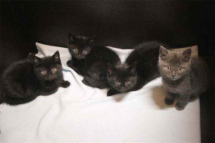 Fundkitten, gesichert und versorgt
