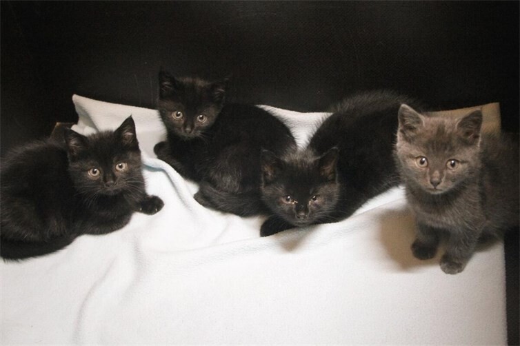 Fundkitten, gesichert und versorgt