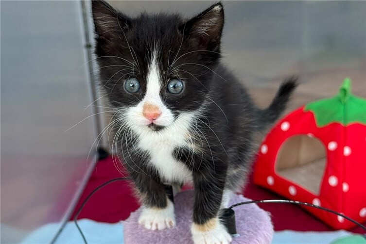 Anzahl hilfsbedürftiger Katzen steigt rasant!Pflegestellen gesucht!
