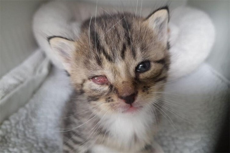 Fundkitten, schnupfenkrank