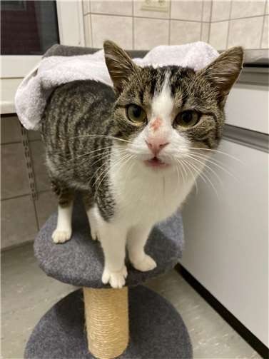 Funkater „Jojo“.  Foto: privat