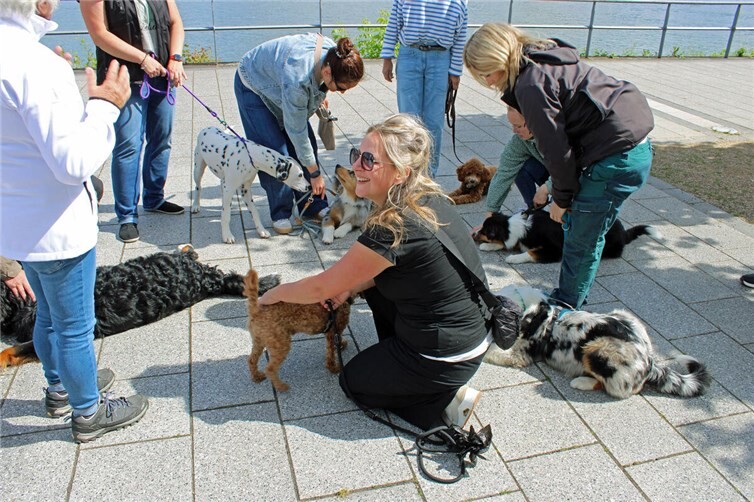 Welpen- und Junghunde-Training am Remagener Bahnhof