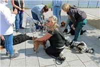 Welpen- und Junghunde-Training am Remagener Bahnhof