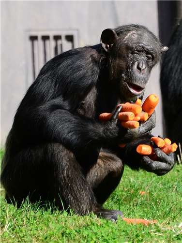 Futtergeschenke begeistern Schimpansen. Foto: Susanne Fischer
