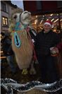 Futterspenden für dieses Kamel wurden auf dem Weihnachtsmarkt von einem Circus g...