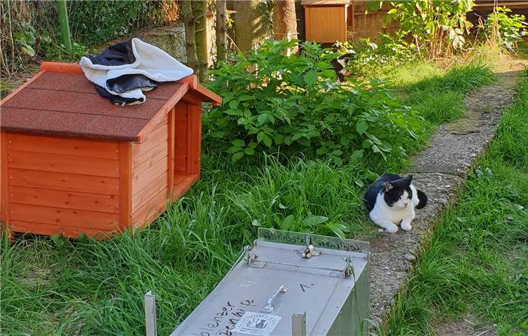 Wir brauchen mehr Pflegestellen Futterstelle des Vereins mit Schutzhäuschen für heimatlose Katzen und einer Tierschutzfalle.Fotos: Koblenzer Katzenhilfe