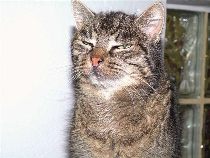 Gabi ist eine nette, schüchterne Katzendame, die ihre Freiheit liebt. privat