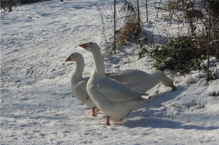 Gänse sollten artgerecht gehalten werden. Foto: Deutscher Tierschutzbund e.V./Kook