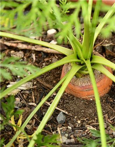 Gärtnern heißt das Thema.