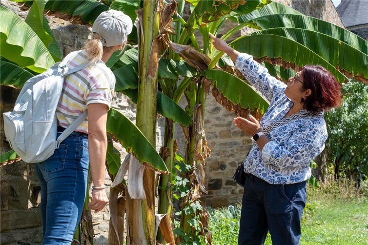 Gästeführerin zeigt Bananenpflanze an der Stadtmauer