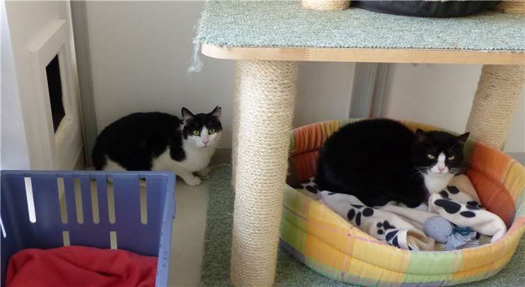 Galgo und Hera sind noch etwas schüchtern und suchen ein neues Zuhause bei geduldigen Menschen.privat