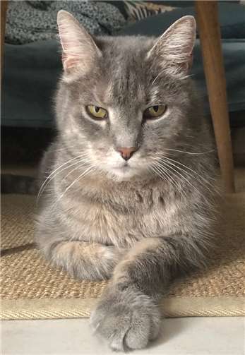 Gandalf ist ein sehr verschmuster Kater. Foto: