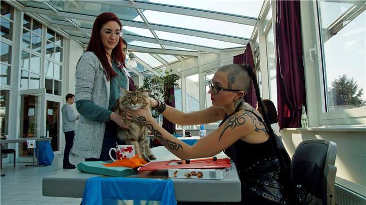 Ganz genau prüfen die Richter undRichterinnen die Merkmale der Katzen.