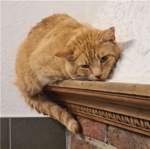 Garfield braucht seine Freiheit.  Foto: Tierheim u. Tierschutzverein Kreis Ahrweiler e.V.