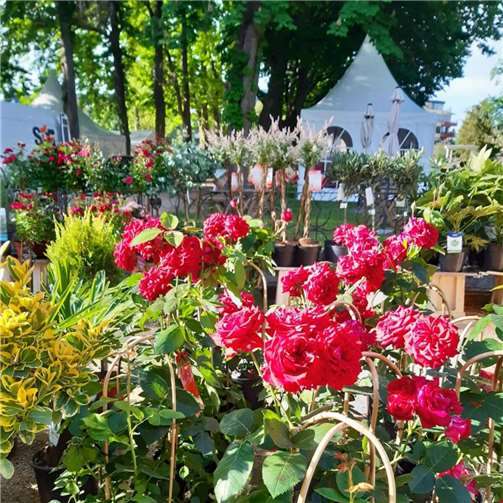 Gartenliebhaber kommen bei der LebensArt voll auf ihre Kosten.  Quelle: Das AgenturHaus GmbH