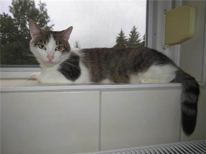 Gavin. Fotos: privat