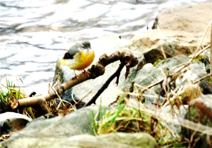 Gebirgsstelze an der Ahr. privat