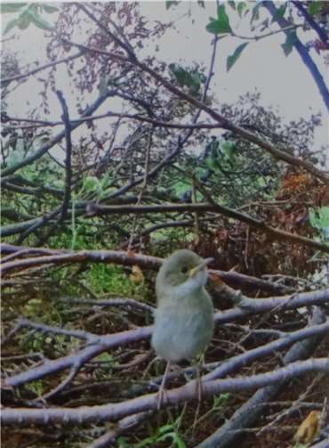 Geboren im Naturschutzgarten: Junge Dorngrasmücke.
