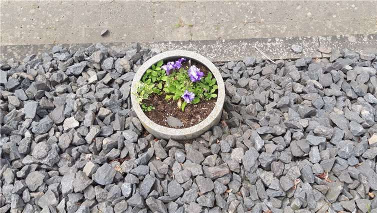 Gekieste Flächen nehmen Insekten Nahrung und Lebensraum. Foto: Kreisverwaltung Ahrweiler