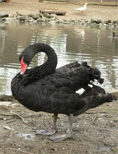Geldscheine aus einem niedersächsischen Dorf wandern in die Schatulle des Vereins „Tier- und Naturfreunde Schwanenteich e. V.“.privat