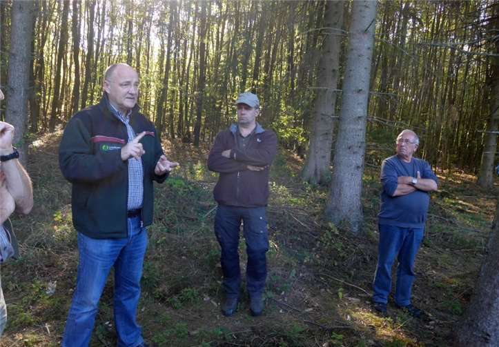 Gelungene Wiederaufforstung mit Laubmischwald.  Kreiswaldbauverein Neuwied