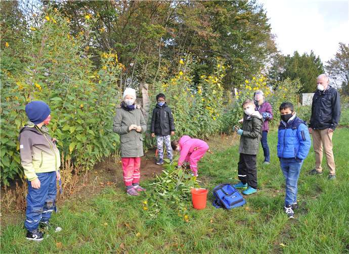 Gemeinsam wurde der Topinambur erst geerntet und dann weiter verarbeitet. Foto: Stadt Andernach