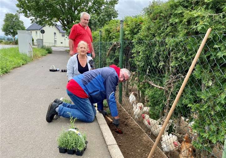 Gemeinsam wurden die Lavendelpflanzen gepflanzt. Foto: privat