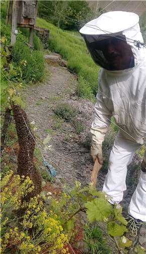 Genau am Weltbienentag schwärmte ein Bienenvolk im Razejungewingert.