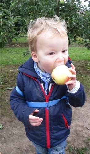 Genüsslich wurden die Äpfel verspeist.