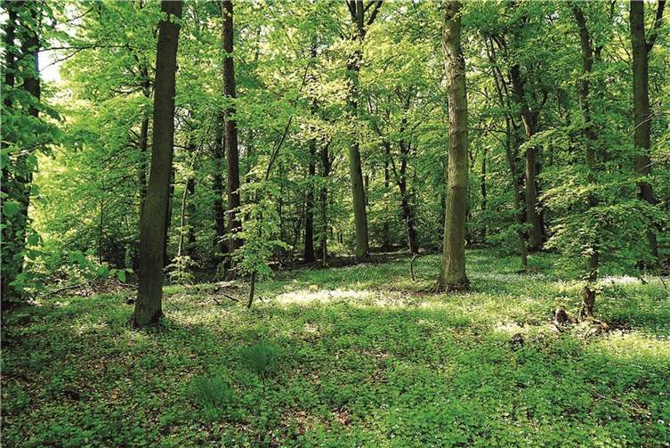 Geplanter Standort für den Waldfriedhof in Bell.  Foto: FRE