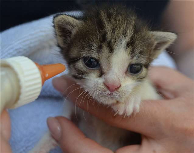 Gerade Katzenkinder brauchen eine auf ihre Bedürfnisse zugeschnitte Nahrung bzw. Katzenmilch. Quelle: Tierschutz Siebengebirge, Antje Firmenich