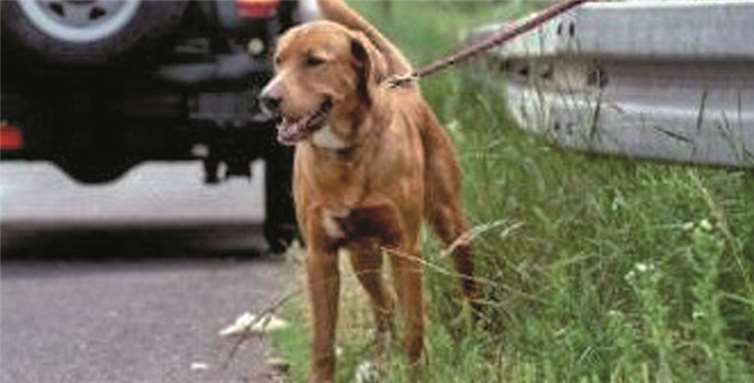 Gerade in den Ferien werden viele Tiere ausgesetzt. privat