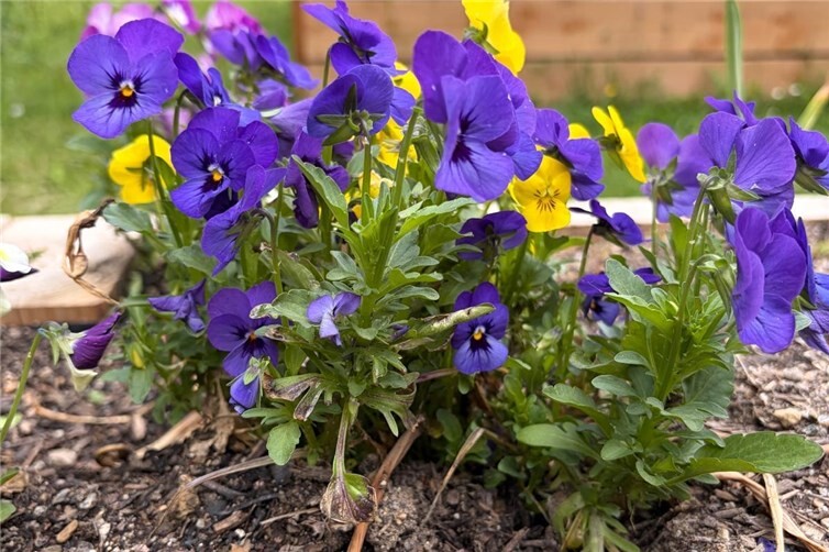Gerettete Blumen blühen auf