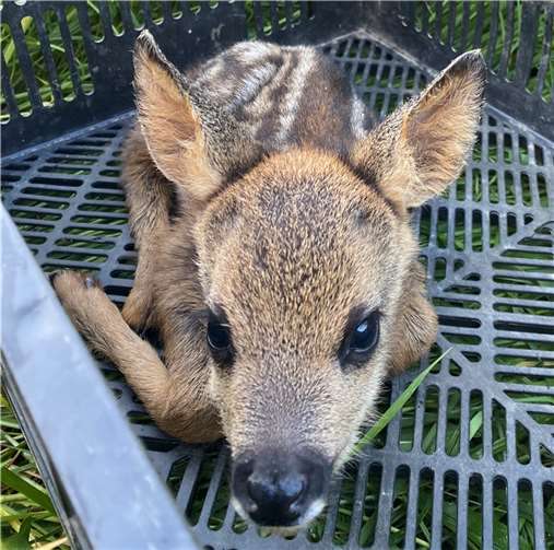 Gerettetes Rehkitz.  Foto: privat