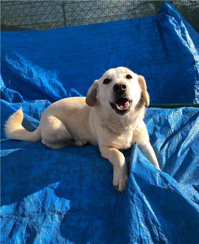 Gesa ist ein kleiner, weiblicher Mix.Foto: privat