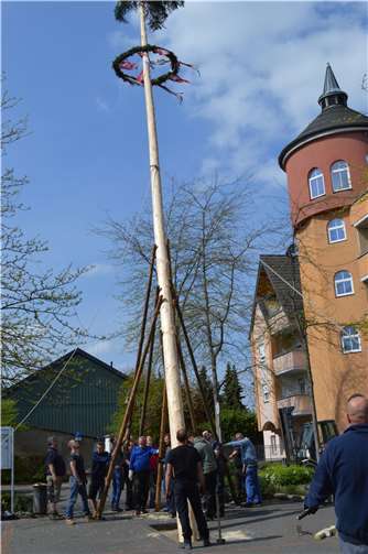 Geschafft: der Maibaum ist mit Muskelkraft und Stiepen in die Vertikale verbracht. Foto: AB
