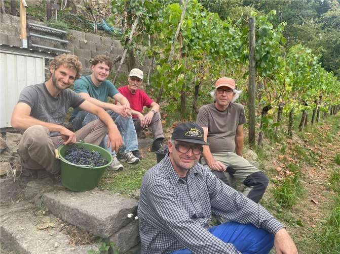Geschafft, die letzten Trauben sind geerntet. Foto: privat