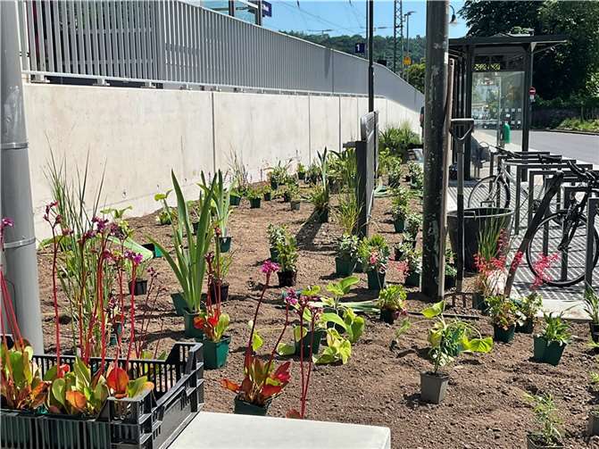 Gesellschaft der Staudenfreunde hat ein zweites Staudenbeet am Linzer Bahnhof bepflanzt.  Foto: Uwe Hüngsberg