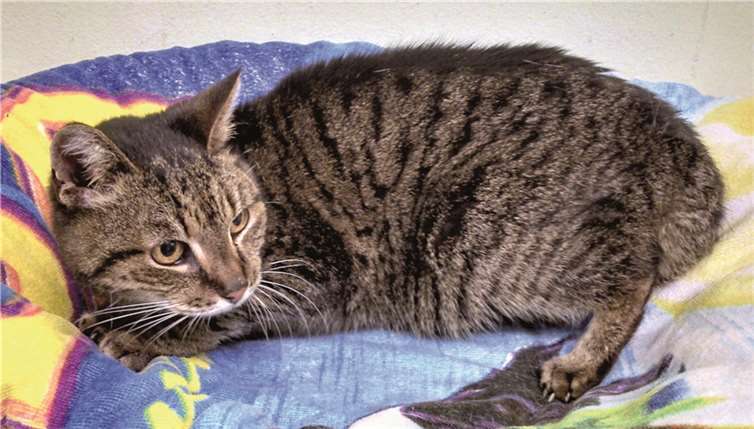 Gesicherter Freigang wäre für Merlina optimal.privat