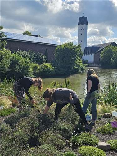 Gespendete Sommerhyazinthen wurden am Burgweiher gepflanzt.