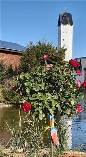 Gestohlenes Rosenbäumchen.