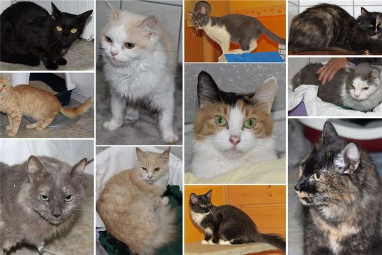 Gesund und zutraulich sind die meisten jungen Katzen, die von den Tierfreunden sichergestellt wurden. Repro WM