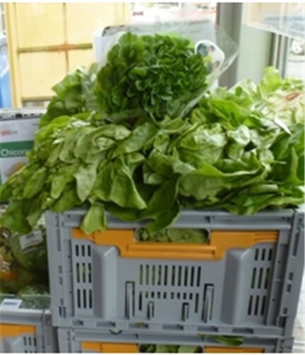 Gesundes Gemüse von der Tafel: Salat ...